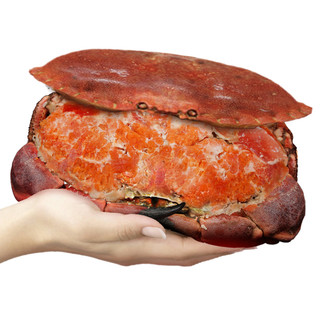 面包蟹鲜活熟冻特大海螃蟹超大黄金蟹新鲜海鲜水产梭子蟹加热即食
