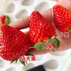 丹东99红颜 奶油草莓 大果3斤（单果15-25g）