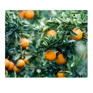 深山万家农特 脐橙 中果 单果果径65-80mm 4.5kg