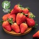 PLUS会员：农大腕儿  丹东九九草莓  净重2.8斤