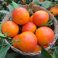赣馨园 橙子 水果 四川塔罗科血橙 净重8斤装（单过55mm+）