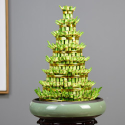 自然空间zrkonjn富贵竹盆栽