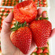 PLUS会员：富祺元  红颜奶油大甜草莓 3斤
