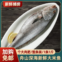 东半山 舟山本地新鲜大米鱼 深海野生大鮸鱼鳘鱼水产海鲜冷冻 1条1斤左右