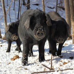野蛮香 东北长白山脉健康黑猪肉 一头猪 毛重 315斤 左右