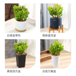 室内盆栽 吸财树老桩多肉植物盆栽室内筒叶花月花卉盆栽含花盆种好发货包邮多少钱 什么值得买