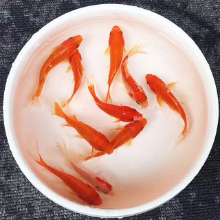 易萌冷水鱼淡水观赏鱼草小金鱼苗活体鱼好养耐活懒人养锦鲫小红鱼草金鱼3 5cm 5条 报价价格评测怎么样 什么值得买
