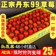 玖玖农场 正宗丹东99草莓新鲜东港红颜九九草莓整箱当季水果牛奶大草莓空运