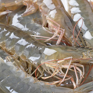 沃鲜汇 青虾 单只11-13cm 2kg