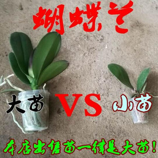 4年大苗 蝴蝶兰花苗 鲜花 四季植物 室内客厅盆栽 绿植花卉 兰花君子兰苗大苗 盆栽盆景 花花公子蝴蝶兰+透明原盆+原土