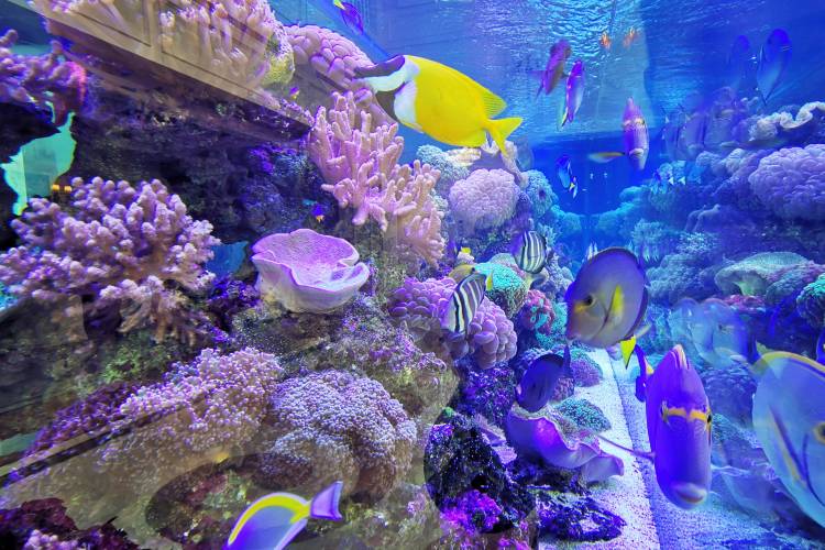 上海君澜 NARADA HOTEL酒店 景观大床房