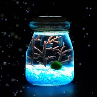 CAITI 采缇 海藻球生态小夜灯