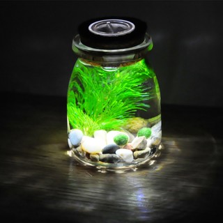 幸福海藻球微景观生态瓶创意迷你植物桌面玻璃瓶天然水培球藻盆栽 150ml鹅卵石(带灯) 包括2颗满月球球