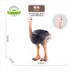 PLUS会员：Wenno 儿童真动物模型玩具 鸵鸟  多款可选
