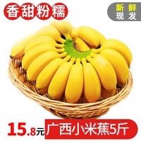 TANWEIJUN 探味君 寻味君 广西 香蕉 小米蕉 新鲜水果 5斤装