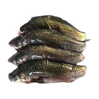 mao pu yu 猫扑鱼 微山中鲫鱼 4-6条 500g