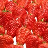 PLUS会员：牛小花 丹东99红颜奶油草莓大果 3斤