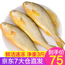 弹指鲜生 大黄花鱼3斤 共3条 福建活冻大黄鱼生鲜冷冻鱼类健康轻食