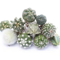 花东π对 仙人球盆栽 随机 1棵