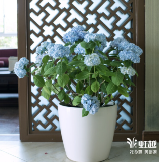 虹越大花绣球花盆栽苗 报价价格评测怎么样 什么值得买