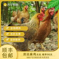 五个农民 [五个农民] 清远麻鸡850g±50g每只 无抗 喂养90天