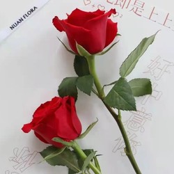 C·hui 初卉 单支玫瑰花 单支红玫瑰（10支起送）