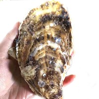 鲜多邦 乳山大个生蚝XXXL 5斤装 约12-20个 鲜活海鲜水产牡蛎 净重4斤  蒜蓉海蛎子烧烤食材