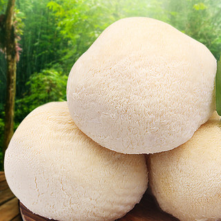 Gusong 古松食品 新鲜猴头菇 1kg