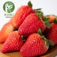 PLUS会员：农大腕儿 丹东九九99草莓 大果精选 净重2.8斤