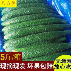 现摘带刺长黄瓜新鲜蔬菜5斤