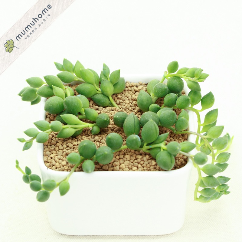 mumuhome 情人泪多肉植物盆栽 3根