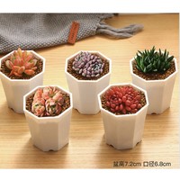 MUMUHOME 多肉植物套餐组合