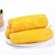 水果蔬 菜即食甜糯粘黏黄玉米2根 250g/根