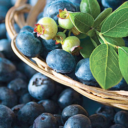 hongyue虹越2022新品蓝莓果树盆栽苗家庭休闲种植果苗一号蓝莓p11约2