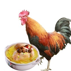 太朴有机会 土公鸡 跑山走地鸡生态山林 农家散养土鸡 月子鸡肉炖汤食材 不分切一袋