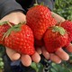 水果蔬菜 丹东99红颜草莓 3斤大果 EMS空运