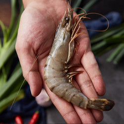 蓝湃 特大号黑虎虾 18-22cm（净重500g）