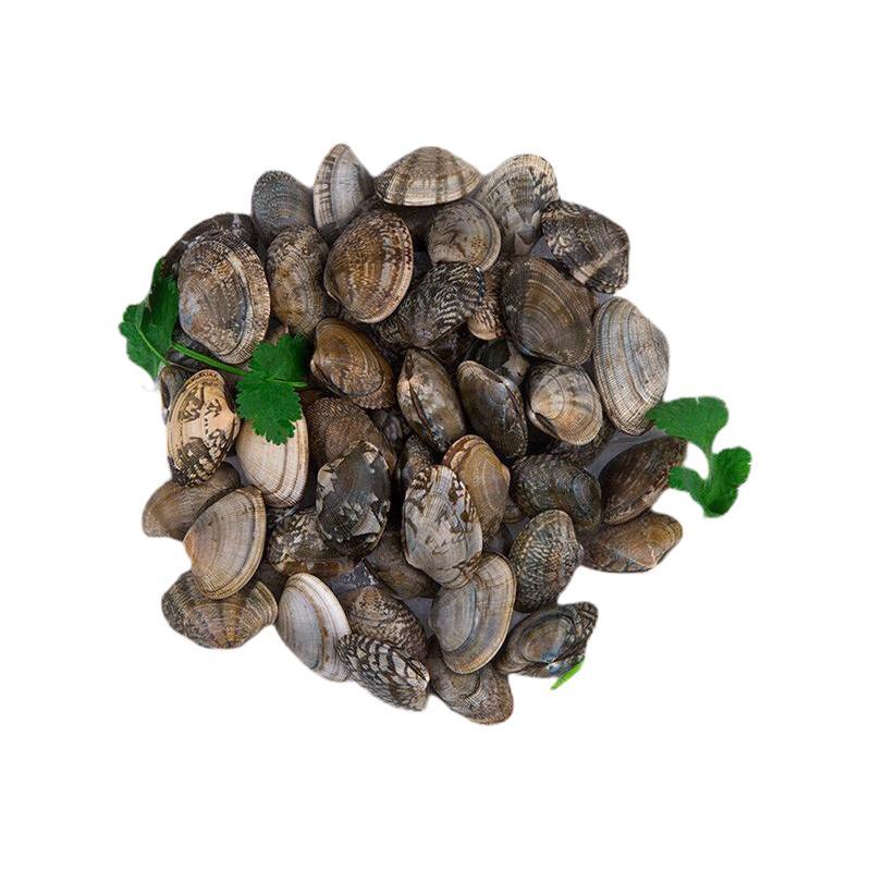 渔传播FISHERY PROPAGATION 鲜活花蛤 1kg