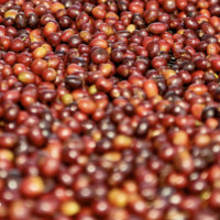 农夫山泉 炭仌咖啡 单一产地2号 埃塞尔比亚 挂耳咖啡 100g