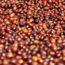 NONGFU SPRING 农夫山泉 炭仌咖啡 单一产地2号 埃塞尔比亚 挂耳咖啡 100g