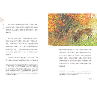 《青青望天树·中国原创儿童生态文学精品书系：斑斓》