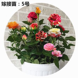 玫瑰花盆栽 10年苗 6棵