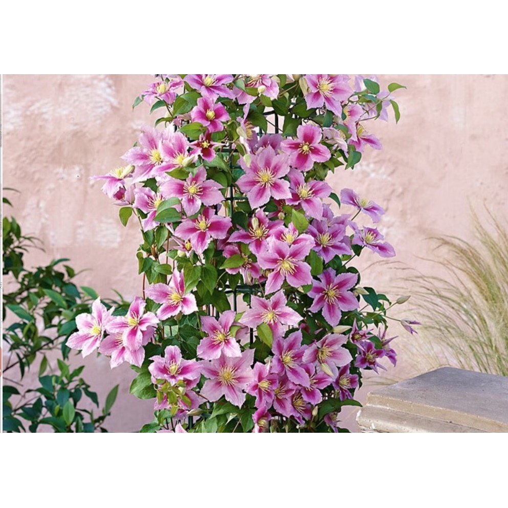 HONGYUE 虹越 庭院花园爬藤花卉 小鸭