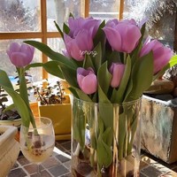  唐扣 郁金香水培花卉盆栽 11颗紫色种球+生根粉
