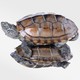 龟真寿 中华草龟 1对（8-9cm）小乌龟活体外塘草龟长寿龟宠物水龟金线龟活物龟