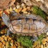 龟真寿 中华草龟  1只（8-9cm）