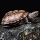 有券的上：龟真寿 中华草龟  1只（8-9cm）