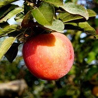 亿果争鲜 新疆阿克苏冰糖心苹果（果径75-80mm）一级果 带箱10斤