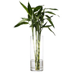 盛世泰堡 花瓶 北欧富贵竹百合透明水培玻璃插花器 直桶款25cm