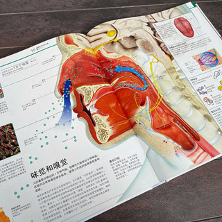 《DK万物大百科+DK知识大百科》（精装、套装共2册）